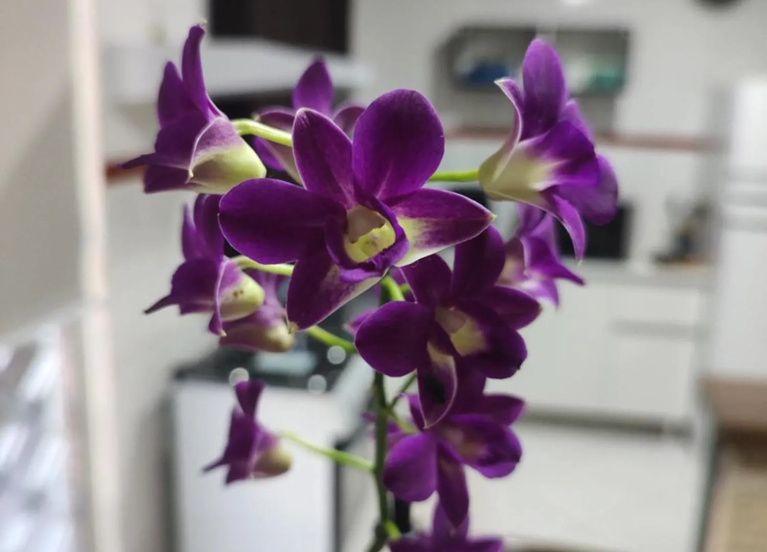 Moradas Araujo Camboriu Apartamento